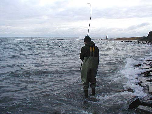 This double figure fish was landed on slightly heavier gear.