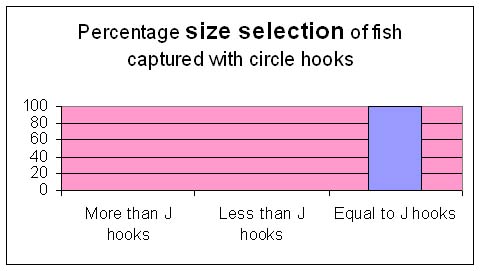 On the whole there is no difference in size of fish caught on circle hooks but choice of hook size may be more important.