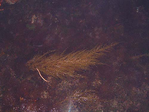 A feathery frond of alien weed - ideal shelter for tiny fish.