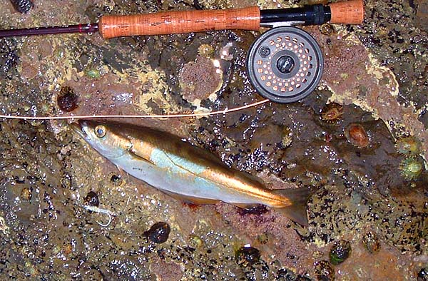 These fish may not be very interested in the scent of the bait.  I read years ago that they gollop down baits soaked in a variety of noxious substances.