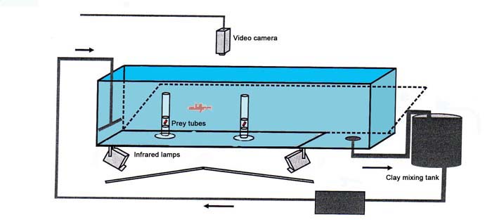 The cod were placed (one at a time) in the tank and filmed to see if they would detect and attack the shrimps..