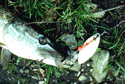 The bait may not matter but this fish baited spoon can be retrieved very slowly.