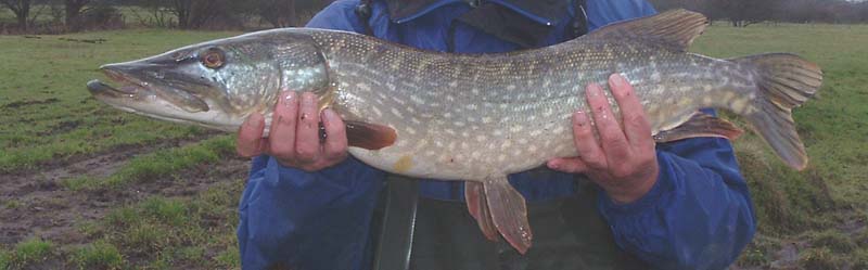 The chunky body and thick tail wrist suggest that pike are not sustained fast swimmers but - can they accelerate!.