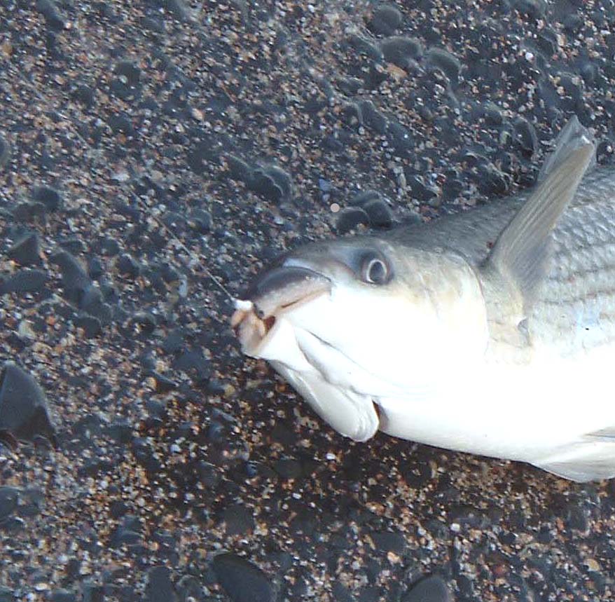 Surface feeding mullet are fussy so fine Nylon monofilament makes the best casts and gets more bites.