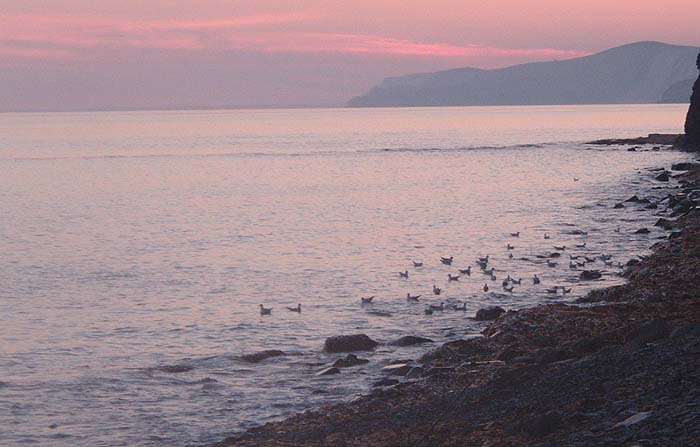 Black headed gulls and mullet both feed on maggots.  Where you find one the other is usually close by.