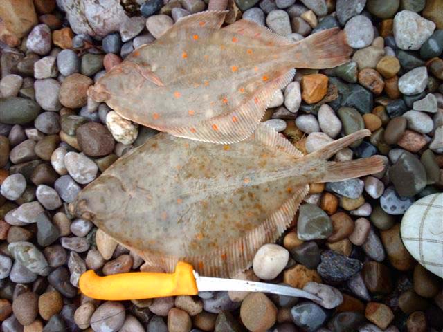 Flounders often have orange spots, they also have prickly scales along the lateral line and margins.