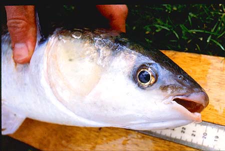 These fish are slow growing and a five pounder could be thirty years old.  Slow growing fish are particularly vulnerable to overfishing. 