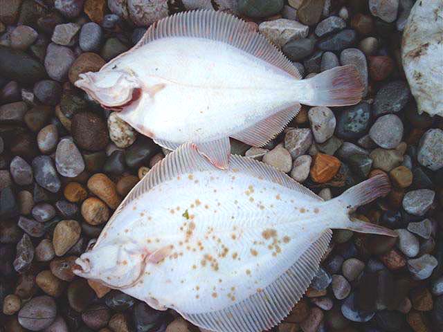 Plaice are usually whiter and the skin is more transparent underneath.  It would have been nice to see a 'proper flounder' as well.  Note the 'hybrid' is the bigger fish.