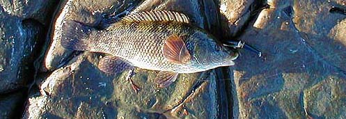 This one took a plug as the tide was flooding.  Of course you can catch them at any state of the tide but if you want the BEST chance then it pays to be choosy.