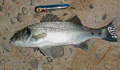 Chug Bugs give a pretty good simulation of a surface feeding bass.