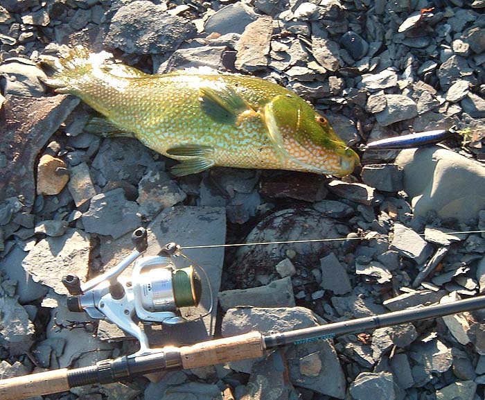 Big ballans take plugs well.