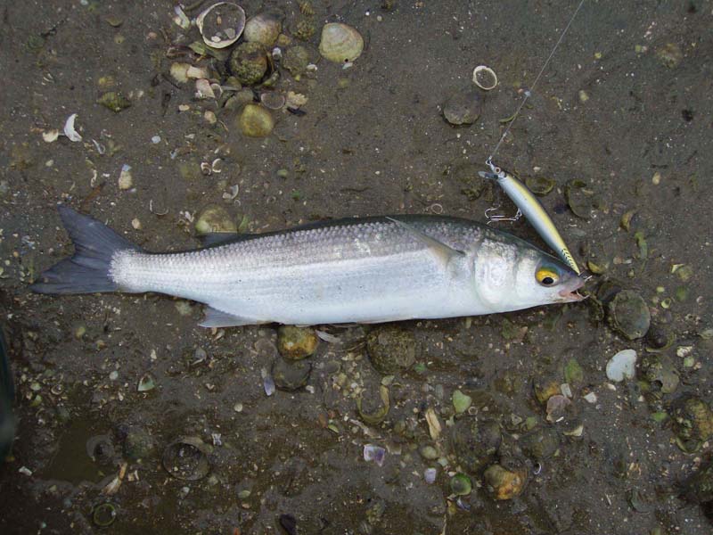Much more delicate fish than our mullet and quite different to the 'flathead mullet' that I showed the other week.