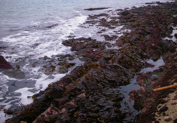 Snags and weed are GOOD!.