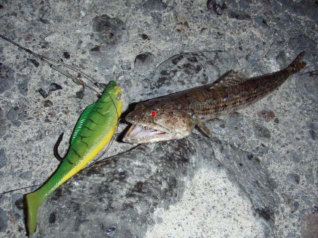 They don't care how big a lure is (or how fast you wind).