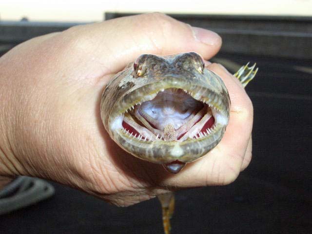 That's what you call a mouth.