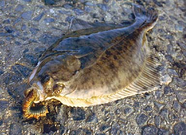 Flatfish Lures -  UK