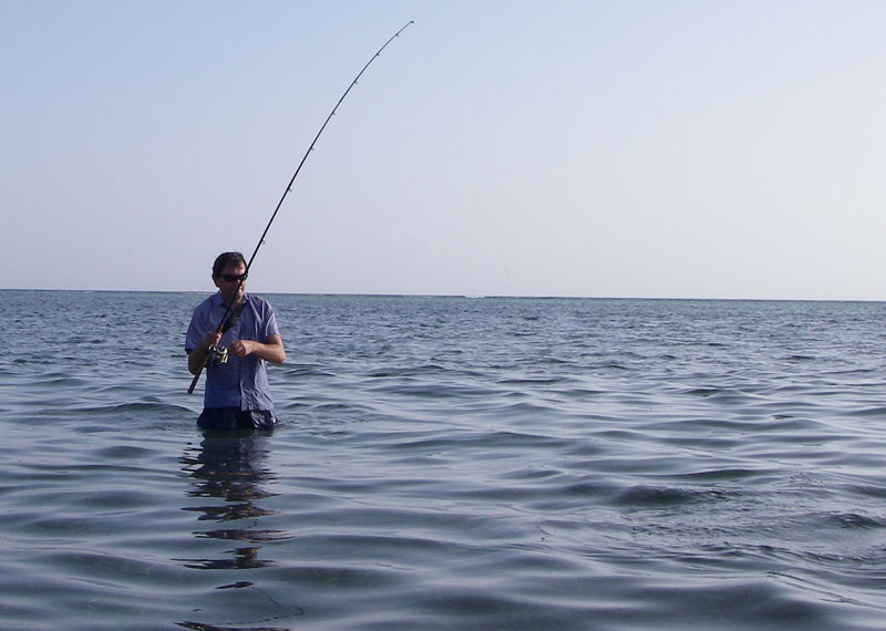 Steve's into an 'accidental' barracuda (not a bonefish) on his little plug.