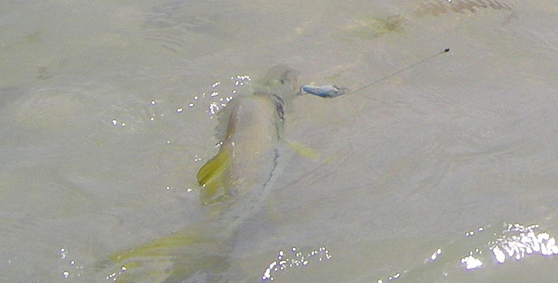 A nice snook surges away from the edge of the sea.  These fish jump and shake their heads but they don't have the power of bonefish.  They are often found in murky conditions.