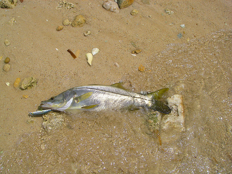 Snook are pretty colourful.  Like bass they have sharp gill covers and fin spines so they should be handled with extra care.