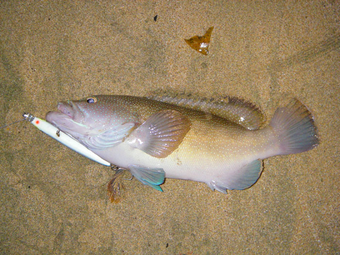 Small groupers are sometimes a surprise bonus for spinning from the shore.