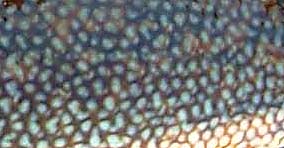 These fish spend their entire life skulking among wrack beds and rocks, hence the spotty mahogany tints.  Wrasse vary a lot in colour.