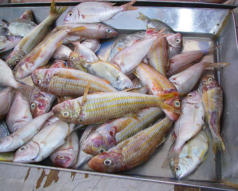 The breams are probably pandora and annular bream (with the black blotch in front of the tail).  It's said that in Roman times gourmets would pay more for a good mullet than for the fisherman who caught it.