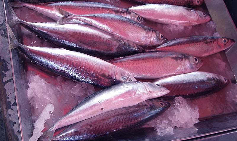 Closely related to our own mackerel but spotty.