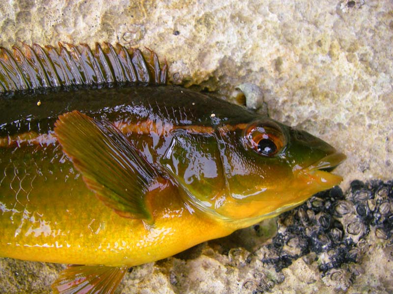 The mahogany and gold colouration of a ballan is a sight to behold.  Ben said 'fantastic!' when he saw this one.
