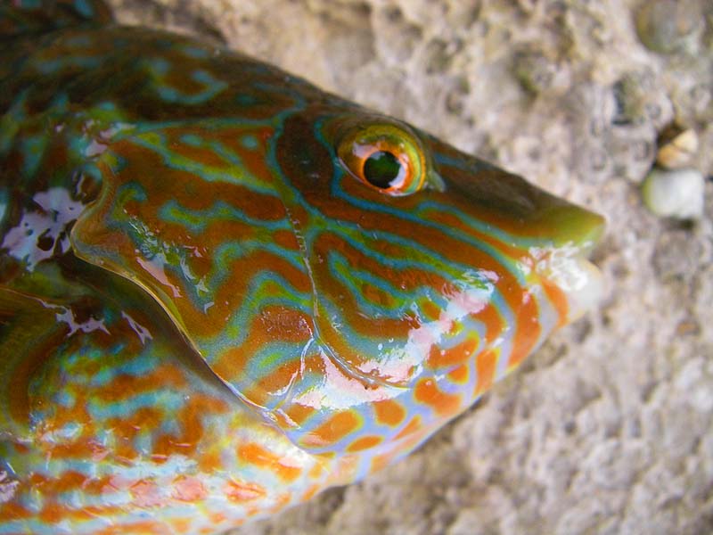 The brightly coloured network pattern on the throat of a corkwing is characteristic.