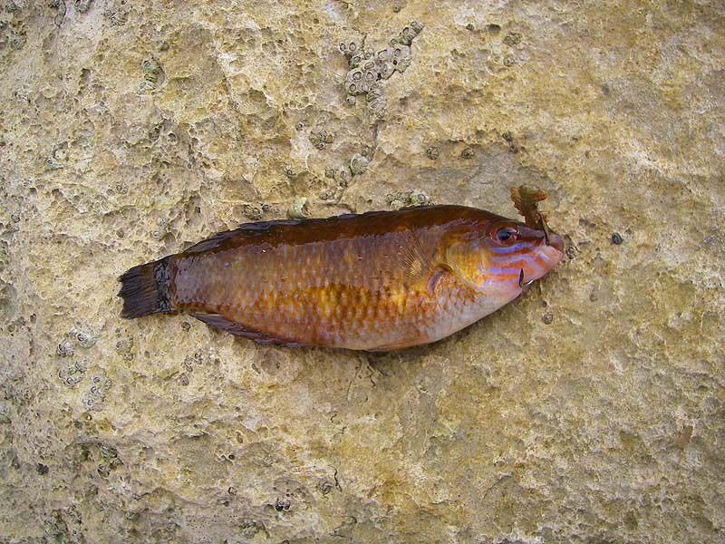 Only a tiny fish but strikingly different. How did it get the hook into that tiny mouth?