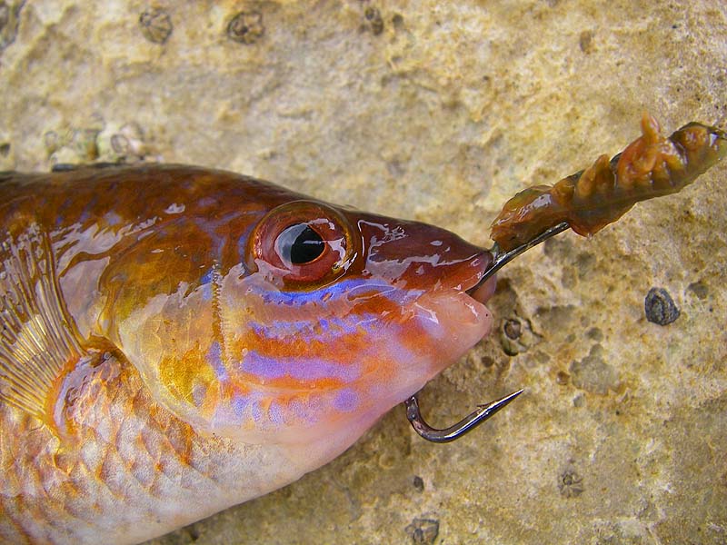 We thought that the contrasting irridescent blue lines were spectacular.  When he saw this Ben started asking about how he might set up an aquarium to keep wrasse at home.