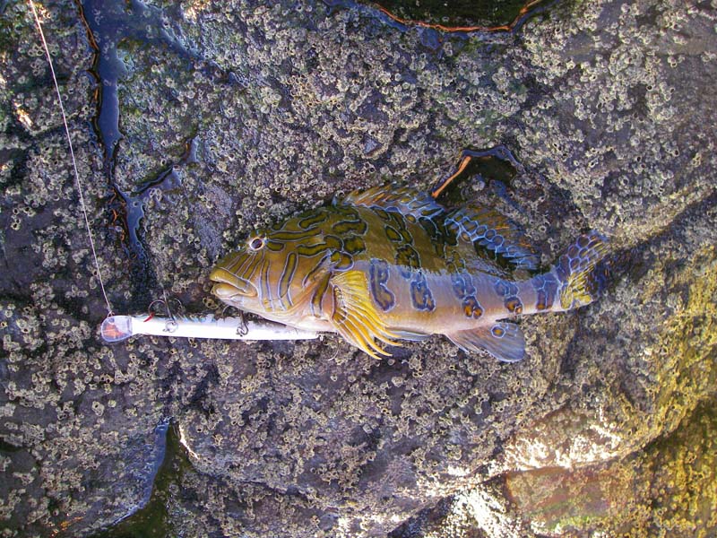 Anyone know this one?  Rich caught two of them.