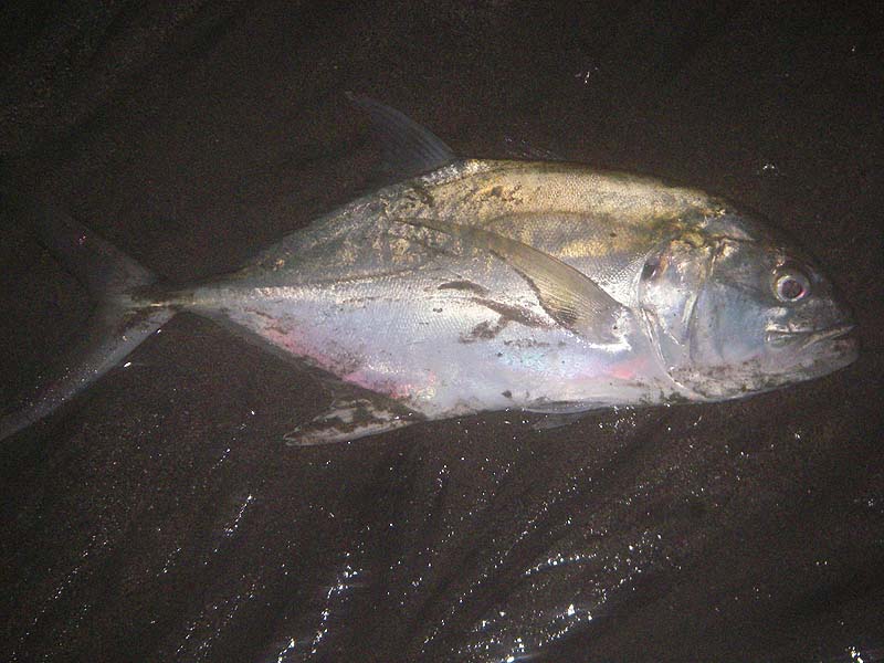 Virtually the same as the horseye jacks we've caught in the Caribbean. Note the black silty sand on it's flank.