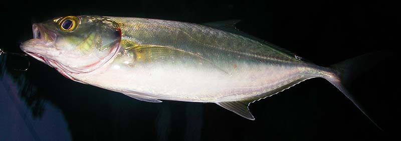 Just one of the many species that we caught.