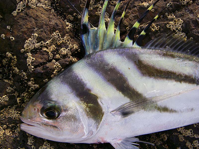 Truly the high point of our trip, the picture doesn't do it justice.  We MUST have another go ASAP.