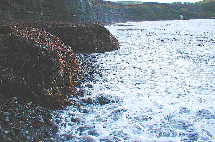 Thousands of tonnes of 'maggot food' are cast up by storms