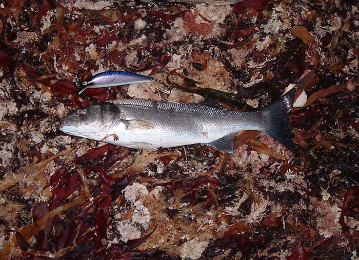 A modern long-casting, shallow-diving alternative.