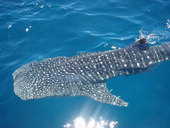 Steve says he could have leaned out and touched this amazing creature.