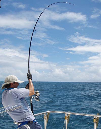 Steve's heavy spinning rod well bent.  He says that after ten or fifteen minutes tussle with one of these fish you wonder why you're doing it.