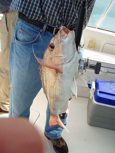 Beautiful, hard fighting and good to eat.