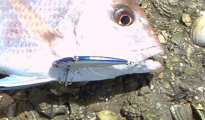 These vibrating, lipless plugs are also good bass lures if you need to fish a bit deeper.