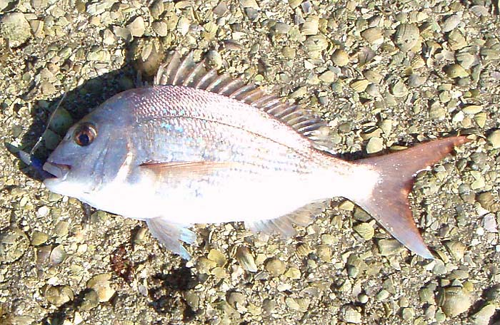 This one took a soft plastic lure.