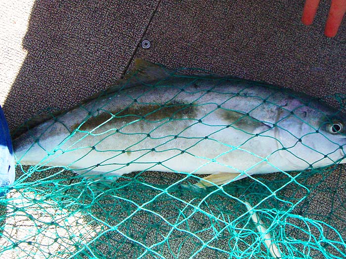 Not Alan's best picture but you can see it's a powerful fish.