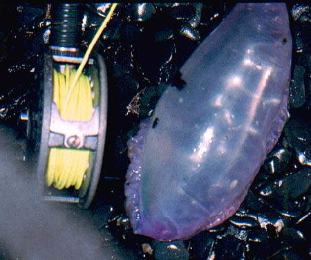 Many Portuguese Men O War are washed ashore in some summers.