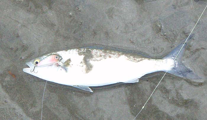 Nicely hooked on the little plug.