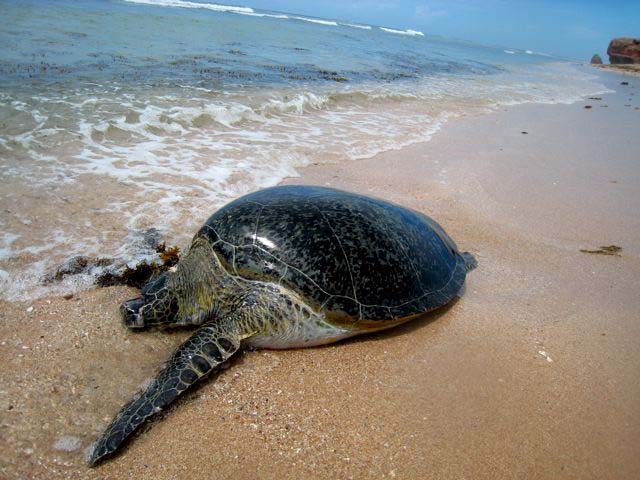 I've seen a few turtles myself but I thought that this was a good close up.