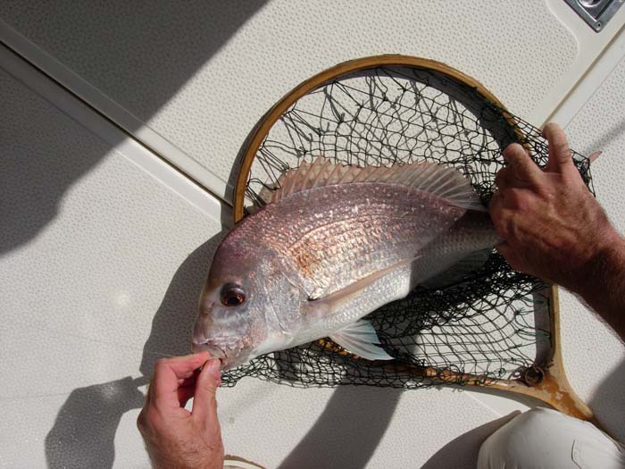 Another one in the net.