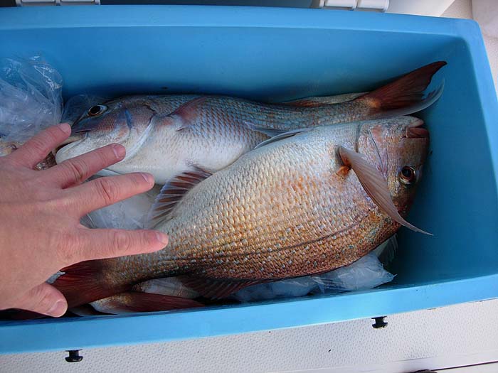 Anglers, unlike commercial fishermen, can be selective with their catch and return anything they don't want alive and well.