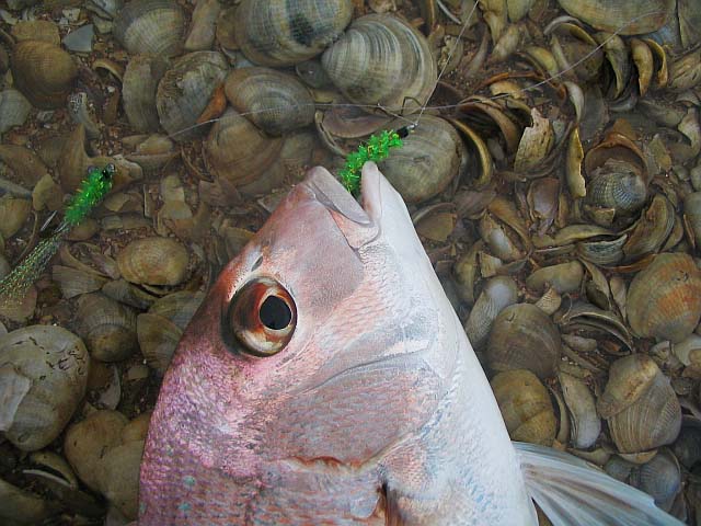 I see what Mark means about cockles.