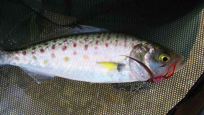 Fancy a big one of these on a fly?